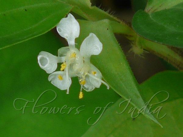 Shrubby Dayflower